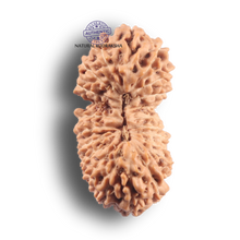 Load image into Gallery viewer, 21 Mukhi Indonesian Rudraksha - Bead No. 174