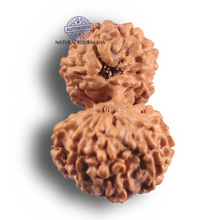 Load image into Gallery viewer, 16 Mukhi Gaurishankar Rudraksha from Indonesia - Bead No. 352