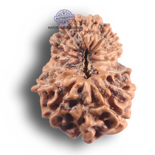 Load image into Gallery viewer, 16 Mukhi Rudraksha from Indonesia - Bead No. 347