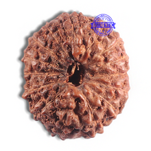 Load image into Gallery viewer, 15 Mukhi Indonesian Rudraksha - Bead No. 105