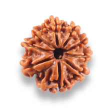 Load image into Gallery viewer, 9 Mukhi Nepalese Rudraksha - Bead No. 437