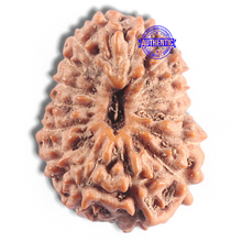 Load image into Gallery viewer, 16 Mukhi Rudraksha from Indonesia - Bead No. 320