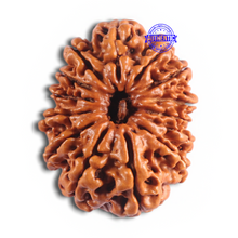 Load image into Gallery viewer, 14 Mukhi Nepalese Rudraksha - Bead No. 276