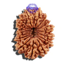 Load image into Gallery viewer, 16 Mukhi Rudraksha from Nepal - Bead No. 80