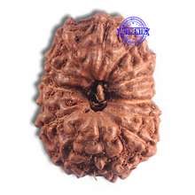Load image into Gallery viewer, 15 Mukhi Indonesian Rudraksha - Bead No. 106