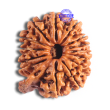 Load image into Gallery viewer, 14 Mukhi Nepalese Ganesh Rudraksha - Bead No. 337