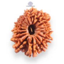 Load image into Gallery viewer, 16 Mukhi Rudraksha from Nepal - Bead No. 123