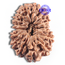 Load image into Gallery viewer, 16 Mukhi Rudraksha from Indonesia - Bead No. 338