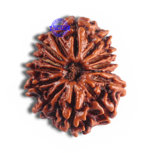 Load image into Gallery viewer, 14 Mukhi Nepalese Rudraksha - Bead No. 340