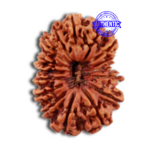 Load image into Gallery viewer, 16 Mukhi Rudraksha from Nepal - Bead No. 54