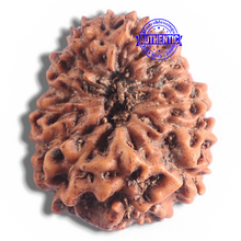 Load image into Gallery viewer, 16 Mukhi Rudraksha from Indonesia - Bead No. 2
