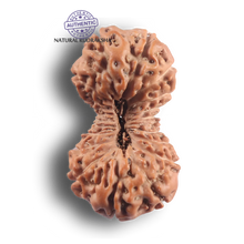 Load image into Gallery viewer, 21 Mukhi Indonesian Rudraksha - Bead No. 173