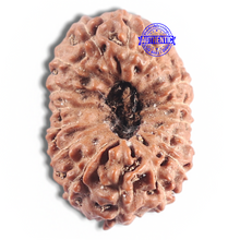 Load image into Gallery viewer, 16 Mukhi Rudraksha from Indonesia - Bead No. 315