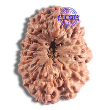 Load image into Gallery viewer, 16 Mukhi Rudraksha from Indonesia - Bead No. 123