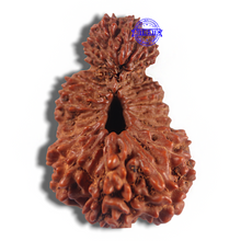 Load image into Gallery viewer, 24 Mukhi Rudraksha from Indonesia - Bead No. F