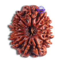 Load image into Gallery viewer, 14 Mukhi Nepalese Rudraksha - Bead No. 282