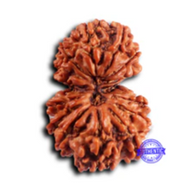 Load image into Gallery viewer, 16 Mukhi Gaurishanker Rudraksha from Nepal - Bead No. 120
