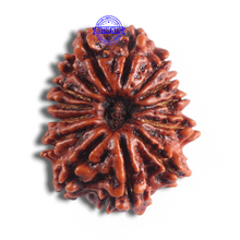Load image into Gallery viewer, 14 Mukhi Nepalese Rudraksha - Bead No. 341