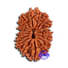 Load image into Gallery viewer, 16 Mukhi Rudraksha from Nepal - Bead No. 106