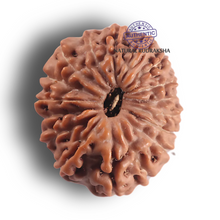 Load image into Gallery viewer, 17 Mukhi Rudraksha from Indonesia - Bead No. 294