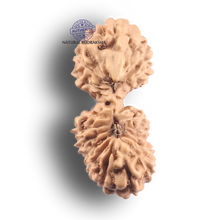 Load image into Gallery viewer, 21 Mukhi Indonesian Gaurishankar Rudraksha - Bead No. 175