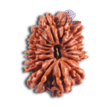 Load image into Gallery viewer, 16 Mukhi Rudraksha from Nepal - Bead No. 124