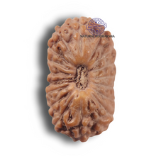 Load image into Gallery viewer, 17 Mukhi Rudraksha from Indonesia - Bead No. 285