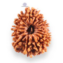 Load image into Gallery viewer, 14 Mukhi Nepalese Rudraksha - Bead No. 122