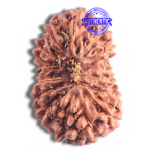 Load image into Gallery viewer, 16 Mukhi Rudraksha from Indonesia - Bead No. 185