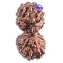 Load image into Gallery viewer, 16 Mukhi Gaurishankar Rudraksha from Indonesia - Bead No. 236