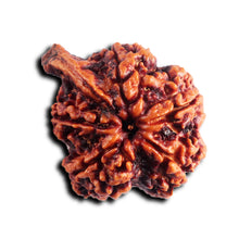 Load image into Gallery viewer, Nepalese Ganesh Rudraksha - Bead No. 292