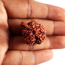 Load image into Gallery viewer, Nepalese Ganesh Rudraksha - Bead No. 292