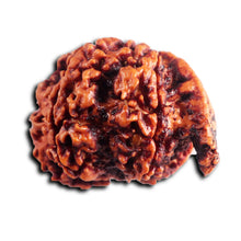 Load image into Gallery viewer, Nepalese Ganesh Rudraksha - Bead No. 292