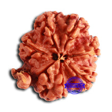 Load image into Gallery viewer, Nepalese Ganesh Rudraksha - Bead No. 192