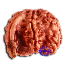 Load image into Gallery viewer, Nepalese Ganesh Rudraksha - Bead No. 192