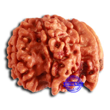 Load image into Gallery viewer, Nepalese Ganesh Rudraksha - Bead No. 192