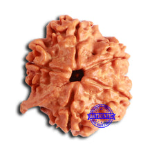 Load image into Gallery viewer, Nepalese Ganesh Rudraksha - Bead 193