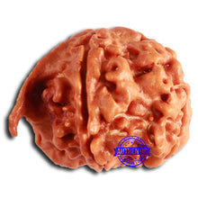 Load image into Gallery viewer, Nepalese Ganesh Rudraksha - Bead 193