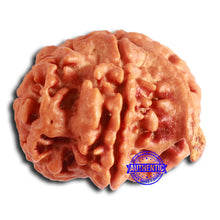 Load image into Gallery viewer, Nepalese Ganesh Rudraksha - Bead 193