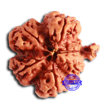 Load image into Gallery viewer, Nepalese Ganesh Rudraksha - Bead No. 194