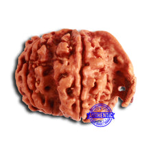 Load image into Gallery viewer, Nepalese Ganesh Rudraksha - Bead No. 194