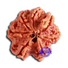 Load image into Gallery viewer, Nepalese Ganesh Rudraksha - Bead No. 195