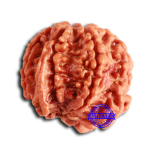 Load image into Gallery viewer, Nepalese Ganesh Rudraksha - Bead No. 195