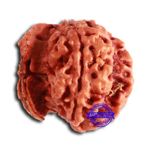 Load image into Gallery viewer, Nepalese Ganesh Rudraksha - Bead No. 196