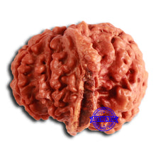 Load image into Gallery viewer, Nepalese Ganesh Rudraksha - Bead No. 196