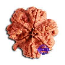 Load image into Gallery viewer, Nepalese Ganesh Rudraksha - Bead 198