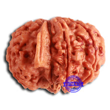 Load image into Gallery viewer, Nepalese Ganesh Rudraksha - Bead 198