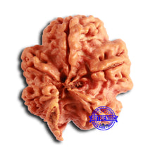 Load image into Gallery viewer, Nepalese Ganesh Rudraksha - Bead 199