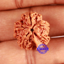 Load image into Gallery viewer, Nepalese Ganesh Rudraksha - Bead 199