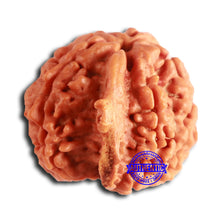 Load image into Gallery viewer, Nepalese Ganesh Rudraksha - Bead 199
